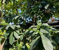 Chionanthus virginicus - Chionanthus virginicus - 2