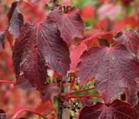Parthenocissus tricuspidata 'Veitchii' - Wilde Wingerd Quickhedge - 4