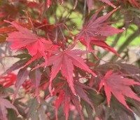 Acer palmatum 'Masu-kagami' - Japanse Esdoorn 'Masu-kagami' - 3