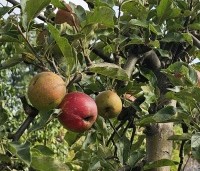 Malus domestica 'Elstar' - Appel Elstar - 1