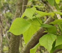 Paulownia tomentosa blad