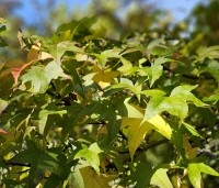 Liquidambar styraciflua 'Lane Roberts' - Amberboom 'Lane Roberts' - oktober 2024