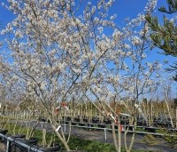 Amelanchier lamarckii - Krentenboompje - 1