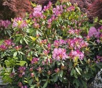 Rhododendron ponticum 'Roseum' - Bosrhododendron 'Roseum' - 1