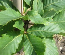 Blad Quercus pontica 