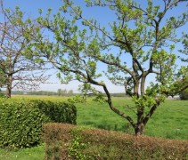 Prunus domestica Belle de Louvain