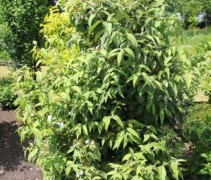 Viburnum plic Kilimandjaro