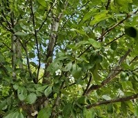 Prunus dom. 'Opal' - Prunus dom. 'Opal' - 4