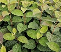 Viburnum plicatum 'Grandiflorum' - Japanse Sneeuwbal 'Grandiflorum' - 3