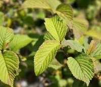 Viburnum plicatum 'Grandiflorum' - Japanse Sneeuwbal 'Grandiflorum' - 4
