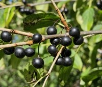 Rhamnus cathartica - Wegedoorn - 3