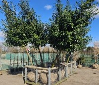 Prunus laurocerasus 'Novita' - Laurierkers - 1