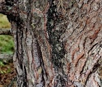 Pinus sylvestris - Grove den - 1