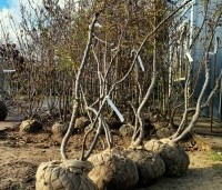 Nothofagus antartica - Schijnbeuk - 1
