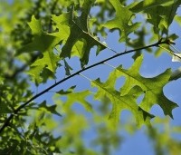 Quercus palustris - Moeraseik - 3