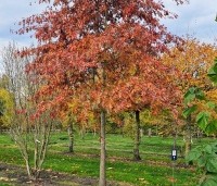 Quercus palustris - Moeraseik - 2