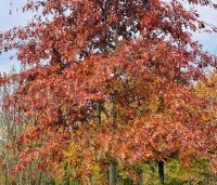 Quercus palustris - Moeraseik - 1