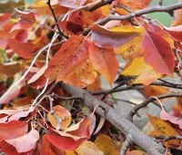 Pyrus calleryana 'Chanticleer' - Sierpeer - herfst