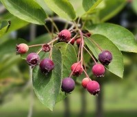 Amelanchier lamarckii - Krentenboompje - 4