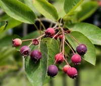 Amelanchier lamarckii - Krentenboompje - 3