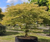 Acer palmatum 'Dissectum' - Japanse esdoorn 'Dissectum' - 1