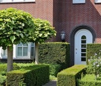Taxus baccata - Venijnboom - 4