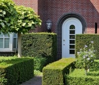 Taxus baccata - Venijnboom - 5