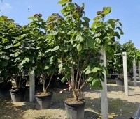 Catalpa erubescens 'Purpurea' - Purperkleurige trompetboom - 16