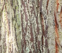 Tilia tomentosa stam
