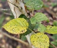 Betula utilis 'Doorenbos' - Himalayaberk - 4