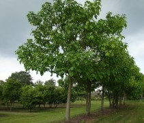 Paulownia tomentosa