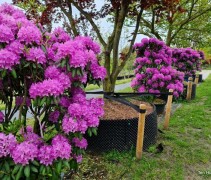 Rhododendron Roseum Elegans