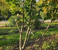 Corylus avellana 'Aurea' - Geelbladige hazelaar - herfst