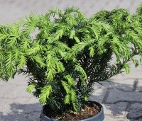 Taxus baccata 'Repandens' - Venijnboom - 2