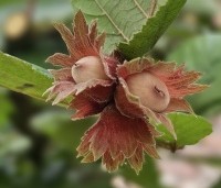 Corylus avellana 'Rote Zellernote' -  Hazelnoot 'Rote Zellernote' - juni