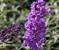 Buddleja davidii 'Nanho Purple' - Vlinderstruik 'Nanho Purple' - 1