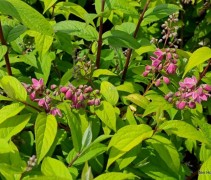 Deutzia Strawberry Fields