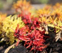 Hamamelis x intermedia in kleuren