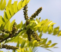 Gleditsia Sunburst blad en zaden detail
