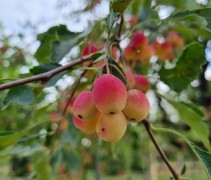Malus toringoides 'Mandarin'