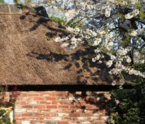 Prunus avium 'Regina' bij schuurtje
