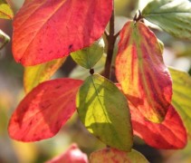 Viburnum x Burkwoodii herfst