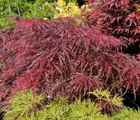 Acer palmatum 'Inaba-shidare' - Japanse Esdoorn 'Inaba-shidare' - 2