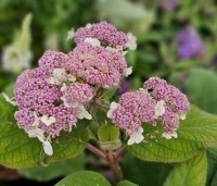 Hydrangea aspera 'Macrophylla' - Fluweelhortensia - 1