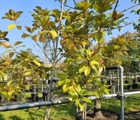 Magnolia grandiflora '24 Below' - Magnolia '24 Below' - 6