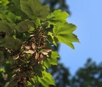 Acer pseudoplatanus - Gewone esdoorn - 4