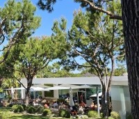 pinus pinea - Parasolden - 5