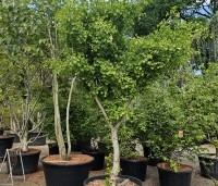 Ginkgo biloba - Japanse Notenboom - 1
