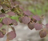 Cercidiphyllum japonicum  - Katsuraboom - 1