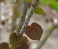 Cercidiphyllum japonicum  - Katsuraboom - 4